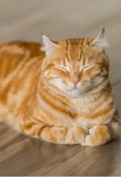 Orange Tabby Cat laying down with its eyes closed on a wooden floor